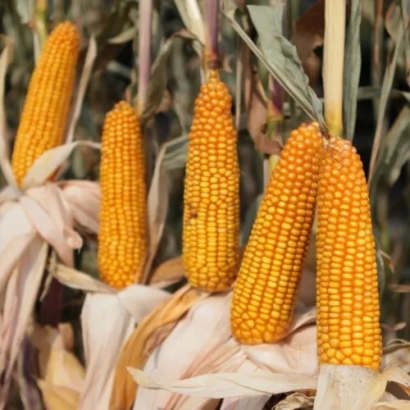 Сочные желтые початки кукурузы Сильвинио на стеблях