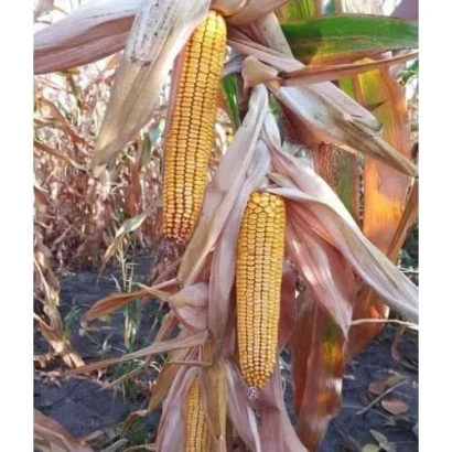 Golden corn cobs against dried leaves - Syndicate