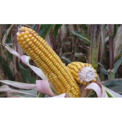 Свежая кукуруза на стебле в поле - СК 298 М