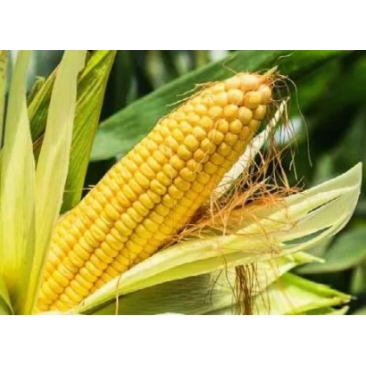 Свежая кукуруза в шелухе - Скайп