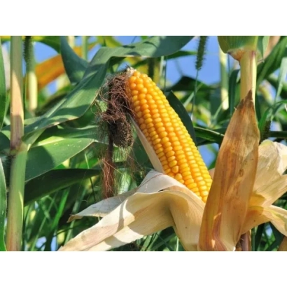 Свежий початок кукурузы на растении - СКАП 171 СВ
