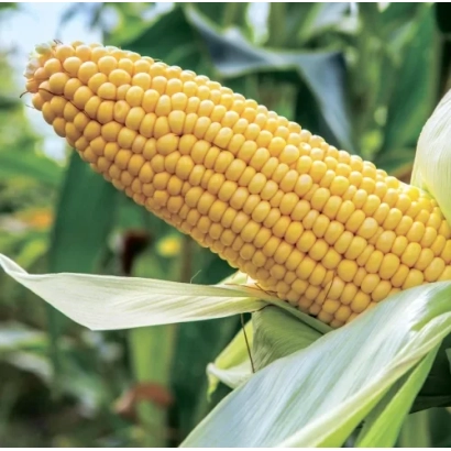 Золотой початок кукурузы на фоне зелёных листьев - СКАП 252 СВ