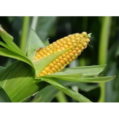 Свежий початок кукурузы СКАП 300 на фоне зелёных листьев