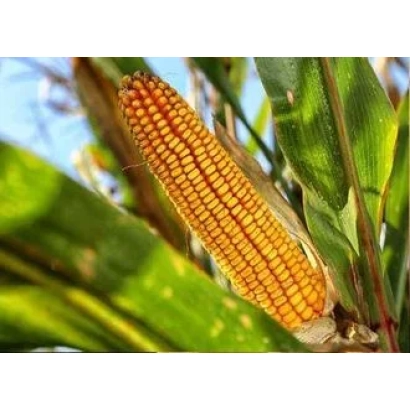 Созревшая кукуруза на растении - СКАП 302 СВ