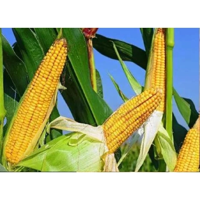 Свежие початки кукурузы на фоне зелёных листьев - СКАП 303