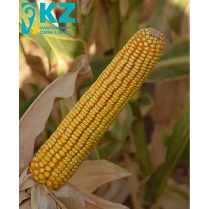 Yellow corn cob with leaves in background - SKIF SV