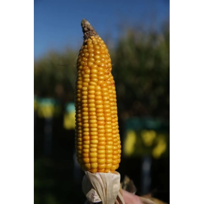 Желтая початок кукурузы на фоне зеленого поля - СЛ Енормо