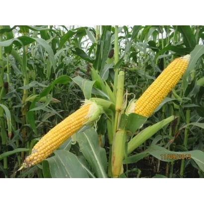 Зеленые початки кукурузы Случ СВ на фоне поля