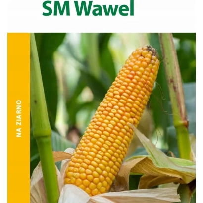 Corn SM Wawel against leafy background