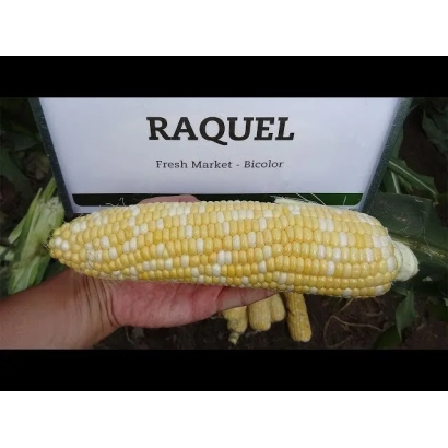 Кукуруза в руке с надписью RAQUEL на фоне - СН 43