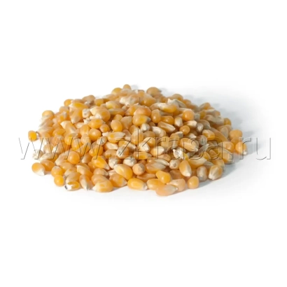 Кучка желтых зерен кукурузы на белом фоне - СН 64
