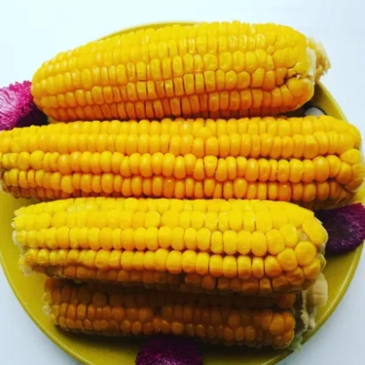 Три початки кукурузы на зелёной тарелке - СОЛАКИНГ