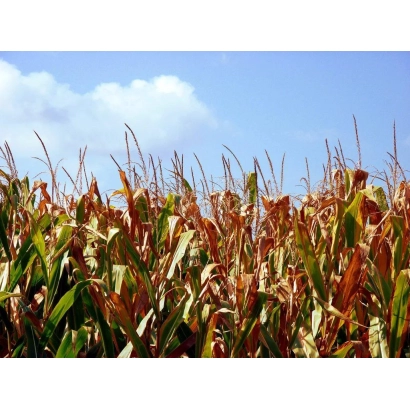 Поле кукурудзи на фоні блакитного неба - Сплендіс