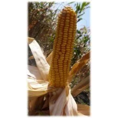 Свежий початок кукурузы ССК 175 на фоне зелени