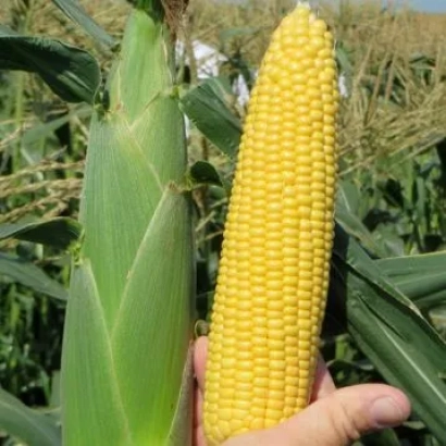 Желтая кукуруза в руке на фоне поля - СТ Хаим