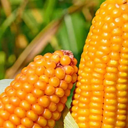 Yellow corn cobs against green foliage - STABLE SV