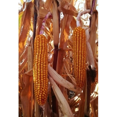 Два желтых початка кукурузы на фоне сухих листьев - Старди