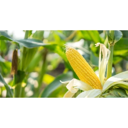 Свежая кукуруза на стебле в поле - Стартап