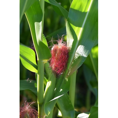 Свежая кукуруза на стебле - Стелс