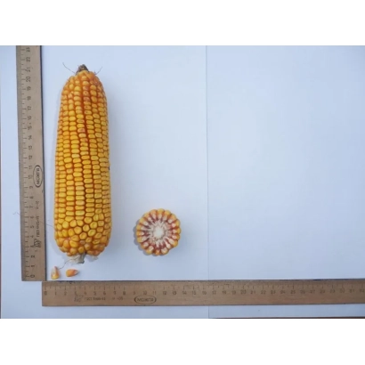 Кочан кукурудзи та його поперечний зріз поруч з лінійкою - Стимул
