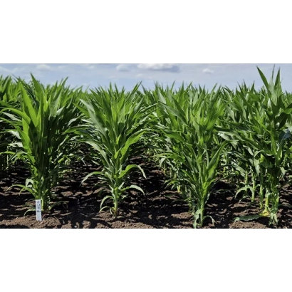 Поле с молодыми растениями кукурузы СТАЙН 9714