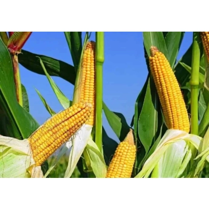 Свежая кукуруза на фоне зелёных листьев и голубого неба - СТАЙН 9808ХП