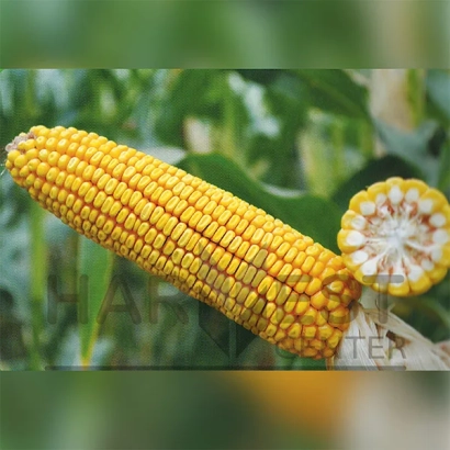 Желтая кукуруза на фоне зелени - Столичний 190 СВ