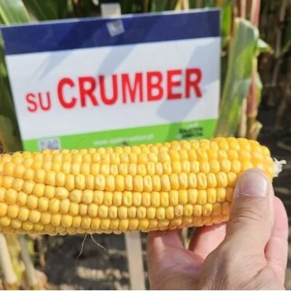 Желтая кукуруза сорта SU CRUMBER на фоне поля - ЗУ Крамбер