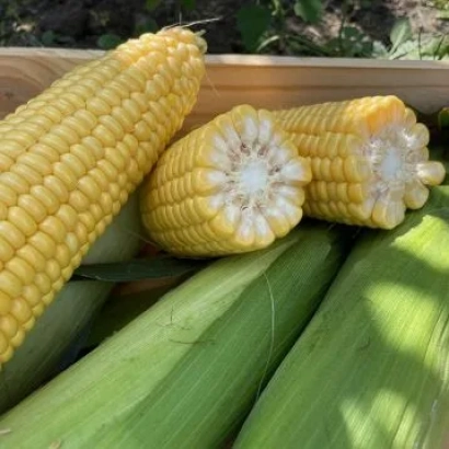 Fresh corn in a wooden crate - SU RAPIROL