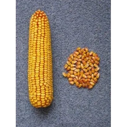 Yellow corn cob and kernels on gray background - Subotivskiy 190 SV