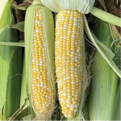 Два початка кукурузы ЗУДРЕСС на фоне листьев