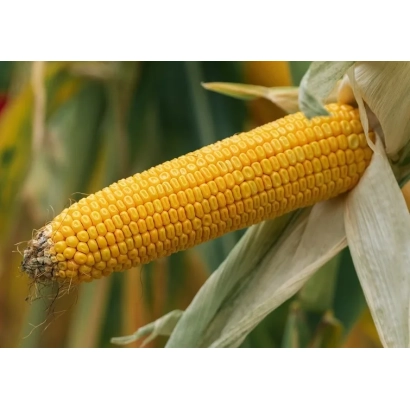 Желтая кукуруза на стебле с частично раскрытой шелухой - ЗУР204