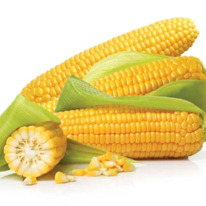 Кукуруза в шелухе и зерна на белом фоне - Зуриста