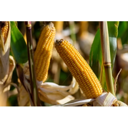 Золотые початки кукурузы Зурмонт на фоне зелёных листьев