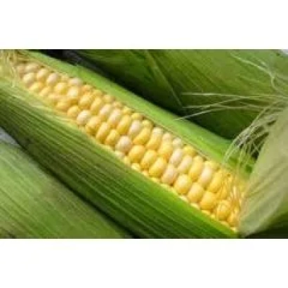 Свежий початок кукурузы Свит 400 МВ
