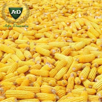 Жовта кукурудза з логотипом A+D - Світанок МВ / Світанок МВ