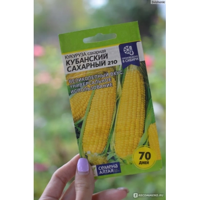 Пакет семян кукурузы Кубанский сахарный 210 - СИ АЛЬДАРИА