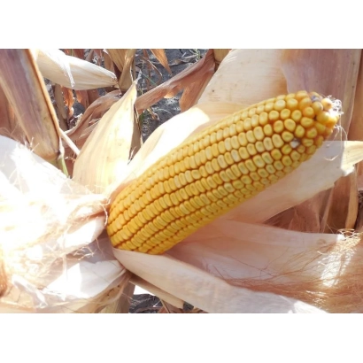 Желтая кукуруза сорта Си Ариосо на фоне листьев