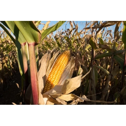 Золотой початок кукурузы СИ АРТОС на фоне поля