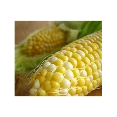 Свежая кукуруза СИ Дельван