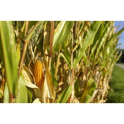 Золотой початок кукурузы СИ ЕНЕРМАКС на фоне зелёных листьев
