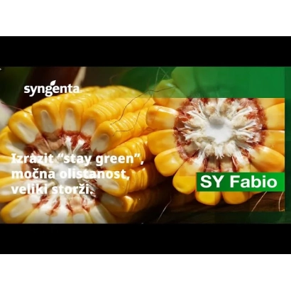 Коробка кукурузы SY Fabio с надписью 'stay green' и изображением початка - СИ ФАБИО