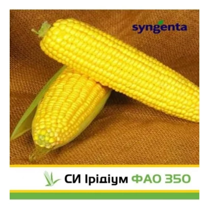 Жовті початки кукурудзи сорту СИ Ірідіум ФАО 350 на коричневому фоні з логотипом Syngenta