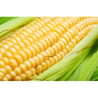 Желтая кукуруза на зеленой шелухе - Си Милкитоп
