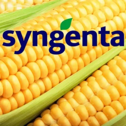 Колос кукурузы с логотипом Syngenta - СИ СКОРПИУС