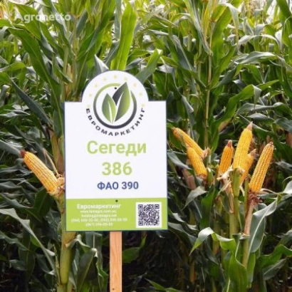 Знак с надписью Сегеди 386 на фоне кукурузы