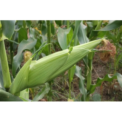 Зелений початок кукурудзи на рослині - СЗТК 191