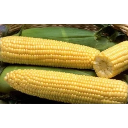 Жовта кукурудза на зеленому фоні - Т 0043 З