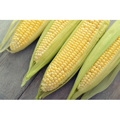 Четыре початка кукурузы сорта Т 1340 З на деревянной поверхности