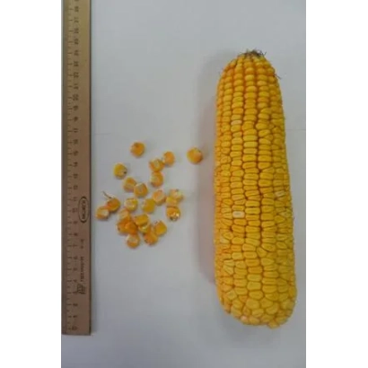 Кочан кукурузы сорта Т 7884 З рядом с зерном и линейкой